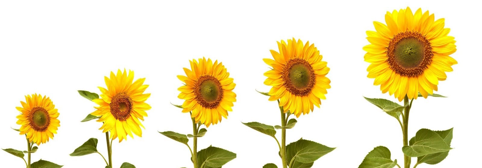 Understanding Rate of Change in Math and Real Life